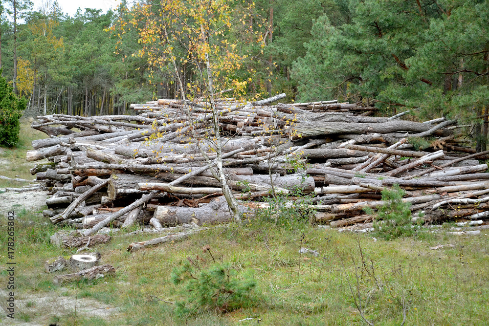 Pine logs lie in bulk in the coniferous wood. Logging Pine logs lie in bulk in the coniferous wood. Logging
