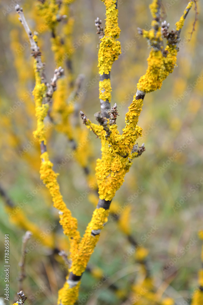 Lichen ksantoriya wall (Xanthoria parietina (L.) Belt.) on bush bark Lichen ksantoriya wall (Xanthoria parietina (L.) Belt.) on bush bark