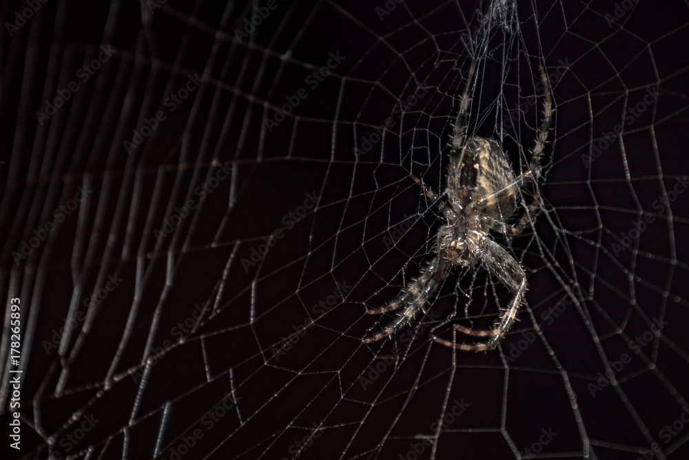 Spider in a black background. Spider on web a macro wildlife background. Macro spider on a black background. Triangle horror cobweb or spider web isolated on black background, vertical photo Spider in a black background. Spider on web a macro wildlife background. Macro spider on a black background. Triangle horror cobweb or spider web isolated on black background, vertical photo