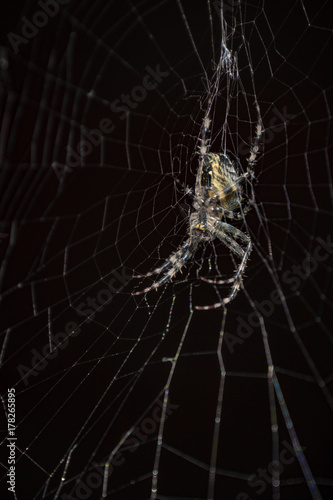 Spider in a black background. Spider on web a macro wildlife background. Macro spider on a black background. Triangle horror cobweb or spider web isolated on black background, vertical photo