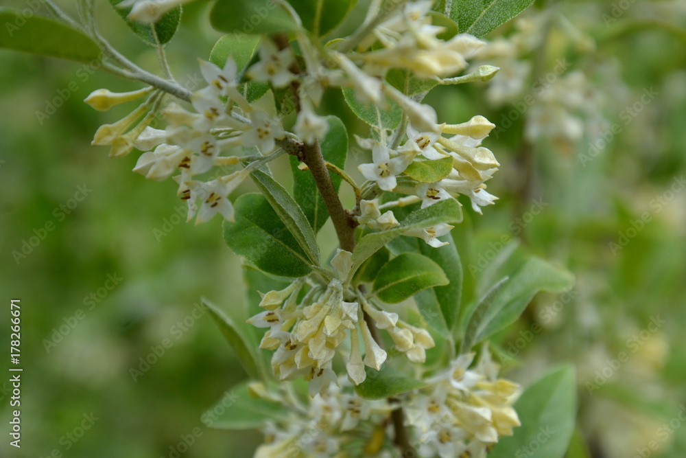 Elaeagnus umbellata in bloom Elaeagnus umbellata in bloom