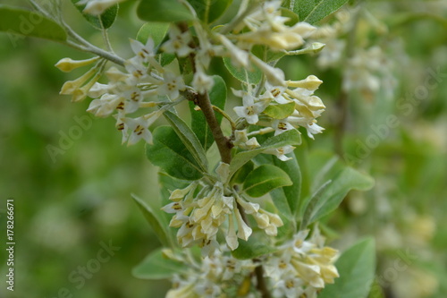 Elaeagnus umbellata in bloom