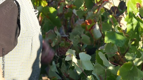 Woman worker pruning a vineyard in Alentejo, Portugal.
