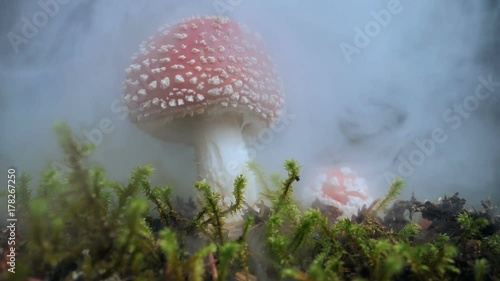 Beautiful Amanita Muscaria mushroom appearing in swirling fog, Iceland.mov photo