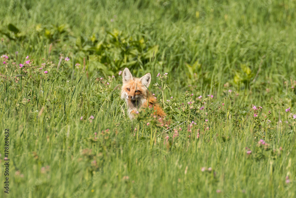 Red fox in a meadow Red fox in a meadow