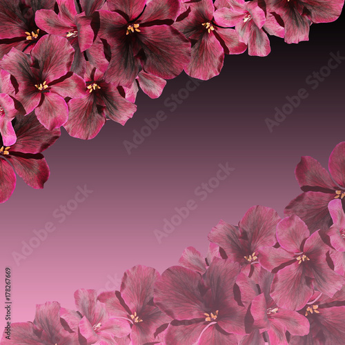 Fototapeta Naklejka Na Ścianę i Meble -  Beautiful floral background of dark red pelargonium 