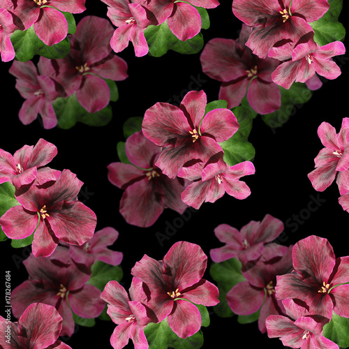 Fototapeta Naklejka Na Ścianę i Meble -  Beautiful floral background of dark red pelargonium 