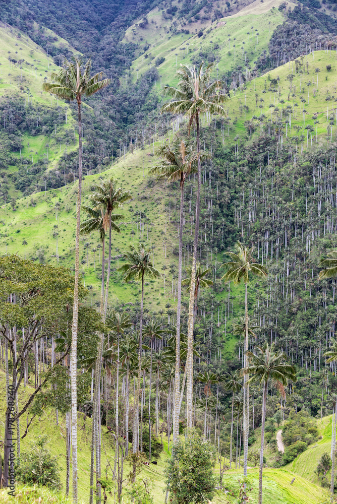 Fototapeta premium Wax Palm Trees