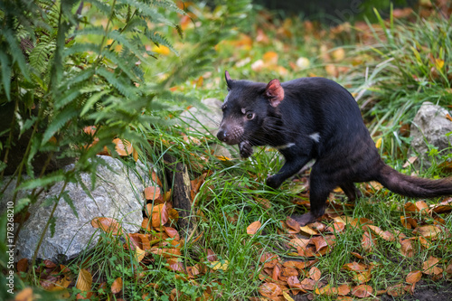 Tasmanian devil trying to defend its habitat