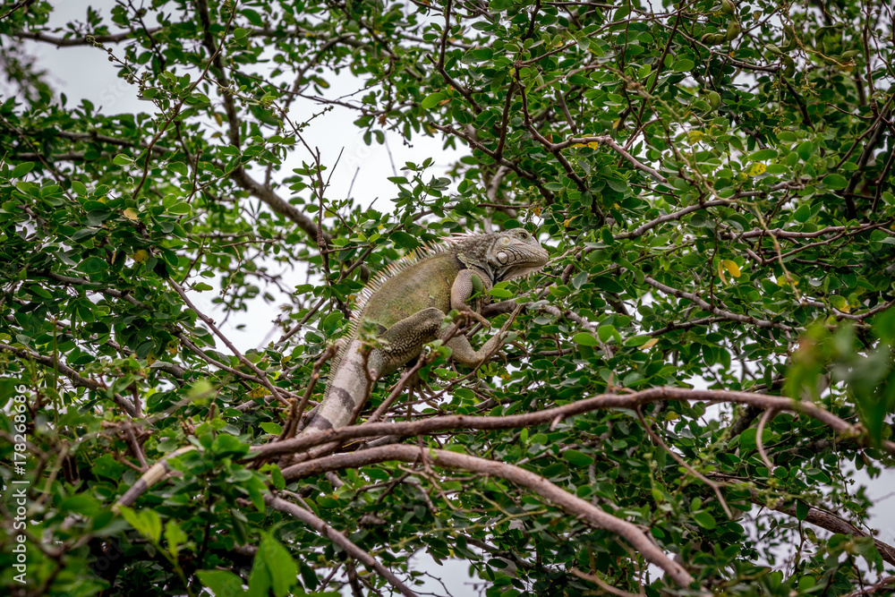 Iguana Iguana