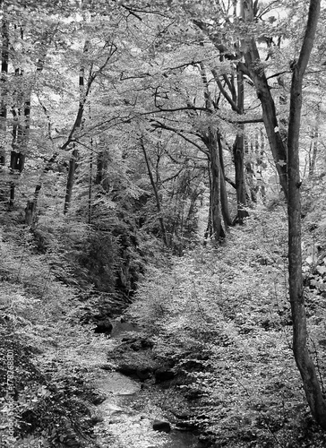 autumn woodland with a rocky stream running though the forest hillside
