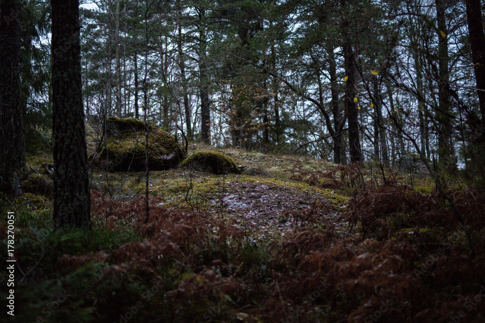 Big rocks and moss in Swedish forest Big rocks and moss in Swedish forest