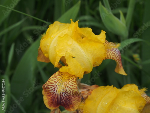 Fototapeta Naklejka Na Ścianę i Meble -  Bud iris yellow. Full-blown flower. The yellow petals.