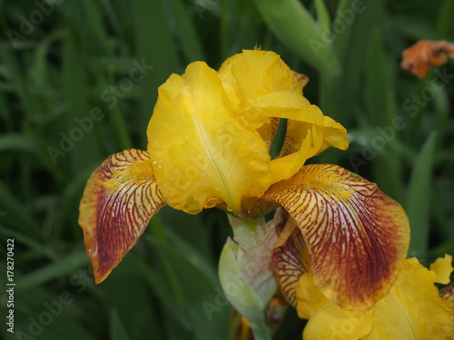 Fototapeta Naklejka Na Ścianę i Meble -  Bud iris yellow. Full-blown flower. The yellow petals. Close-up.