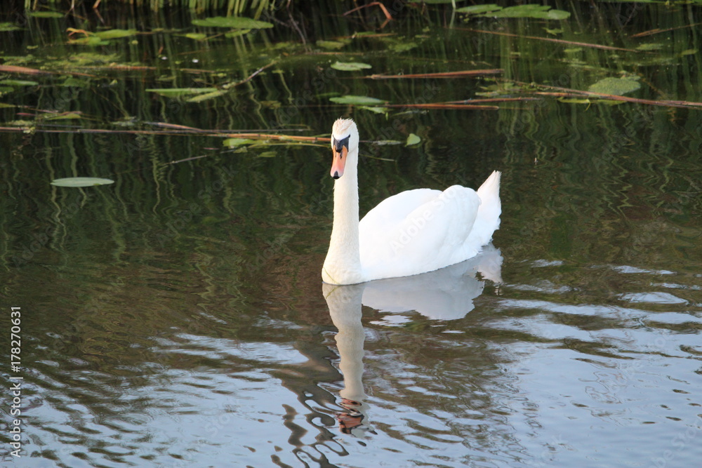 Fototapeta premium Swan