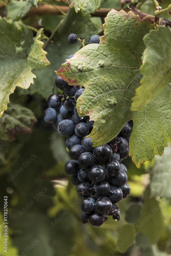 Lush grapes in Imprunetta, Italy, Tuscany Lush grapes in Imprunetta, Italy, Tuscany