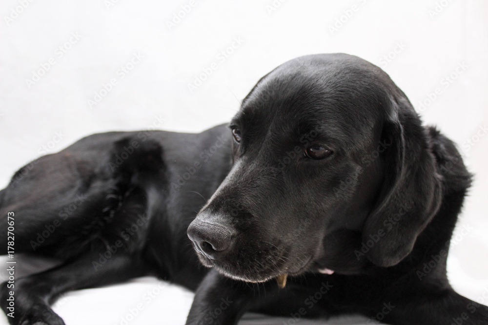 Labrador Labrador