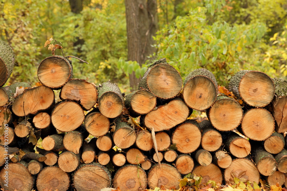 Deforestation, felled trunks of pine trees in a forest, trees, stumps, logs for heating, pollution, global warming, climate change