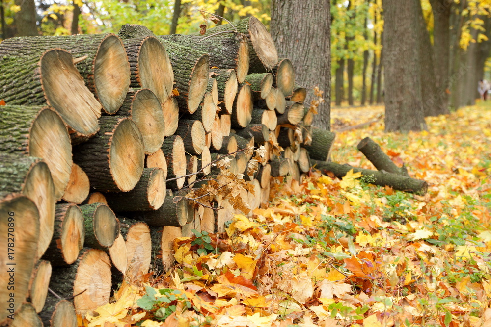 Deforestation, felled trunks of pine trees in a forest, trees, stumps