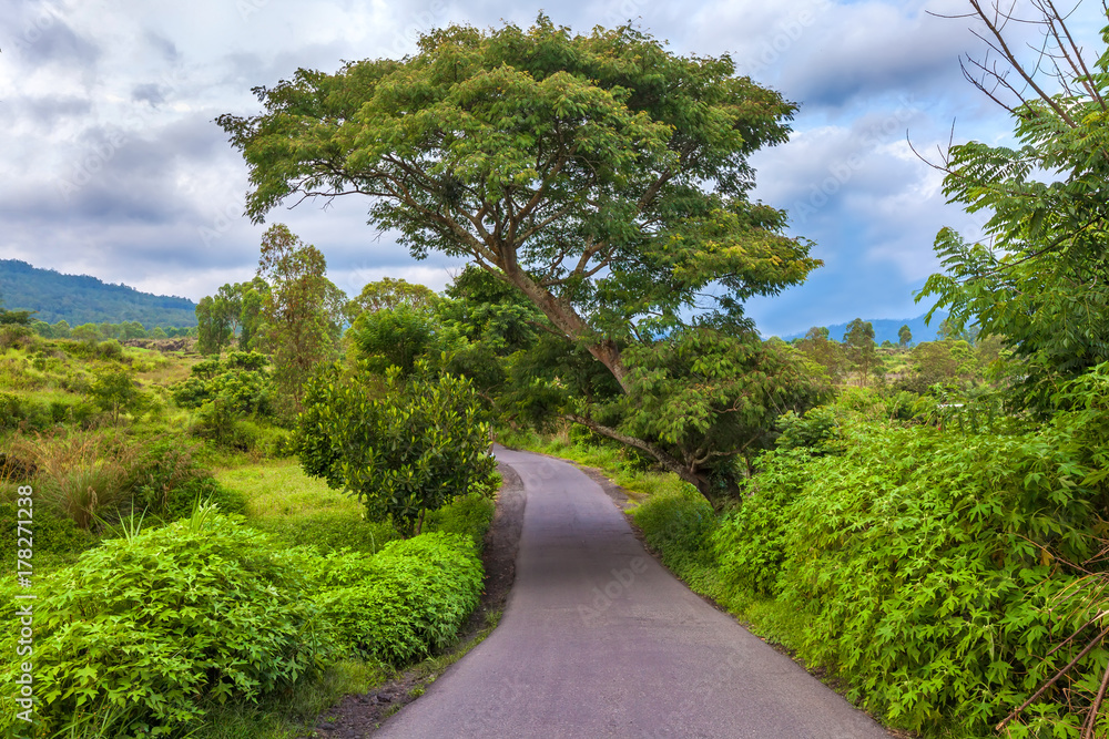 A green tree growing above the road, around a dense tropical vegetation. Landscape of Gunung Batur, Kintamani, Bali, Indonesia. A green tree growing above the road, around a dense tropical vegetation. Landscape of Gunung Batur, Kintamani, Bali, Indonesia.