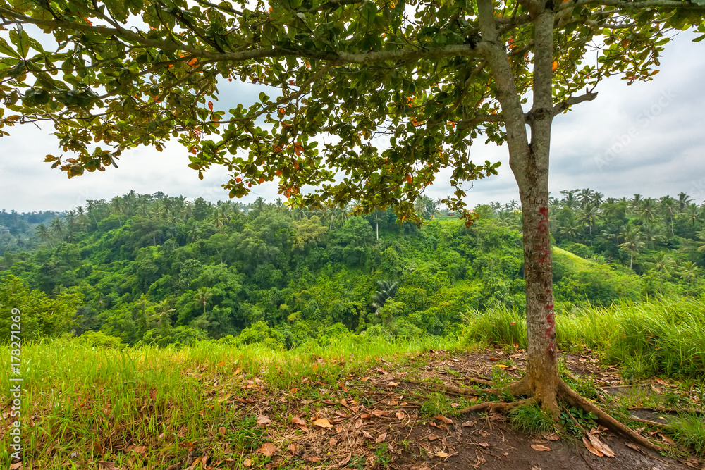 Tree frame on top of a hill with roots sticking out of the ground and fallen brown leaves. Against the background of the rainforest and cloudy weather. Campuhan Ridge Walk, Ubud, Bali, Indonesia.