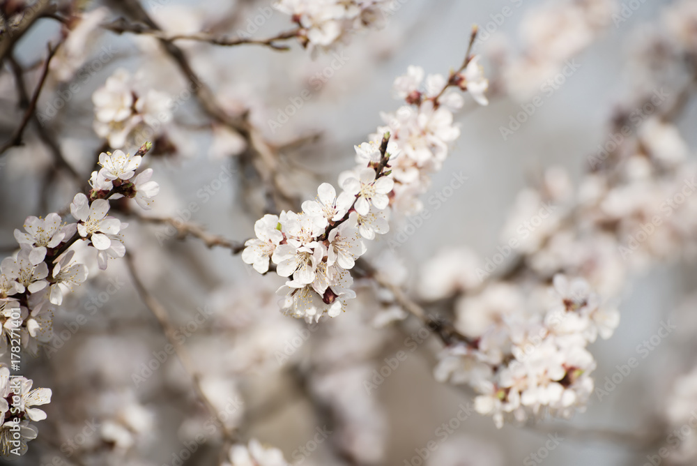 Apricot tree flower with buds and blossoms blooming at springtime, vintage retro floral background Apricot tree flower with buds and blossoms blooming at springtime, vintage retro floral background
