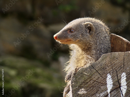 Head of a mongooses in the profile on the right hand side of the image. View to the left. Copyspace on the left side