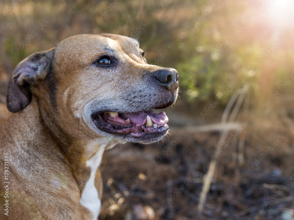 portrait American pit bulls outdoors