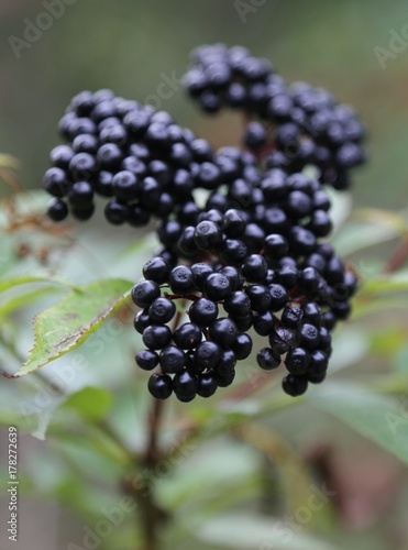 Forest black elderberry, shrub with berries