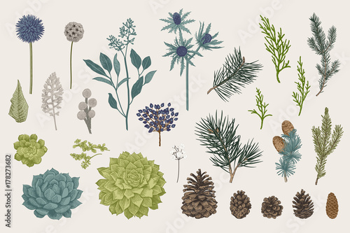 Winter set. Evergreen, cone, succulents, flowers, leaves, berries. Botanical vector vintage illustration. Colorful