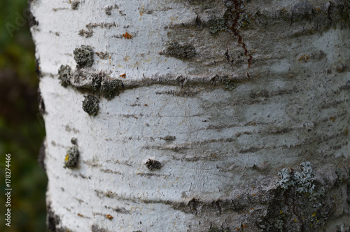 Aspen tree bark