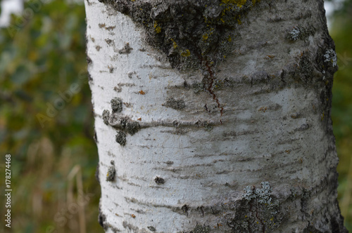 Aspen tree bark