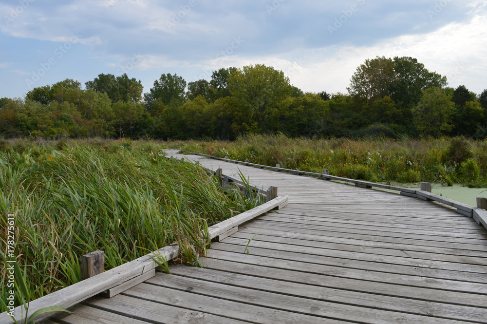 Boardwalk in the wetland
