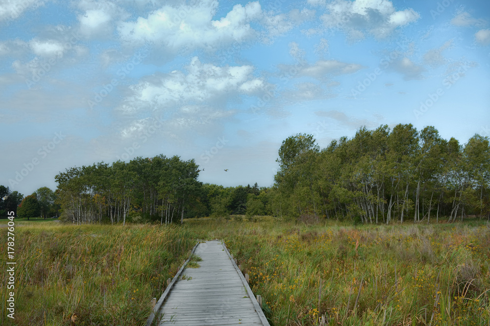 Fototapeta premium Boardwalk in the wetland