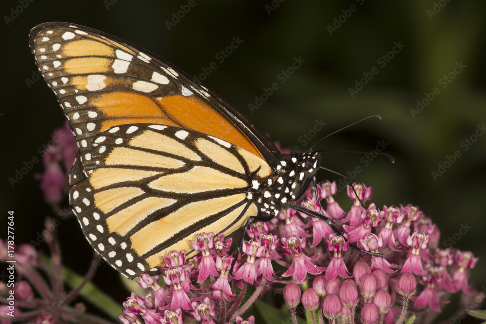Fototapeta premium Monarch butterfly perched on milkweed flowers in Vernon, Connecticut.