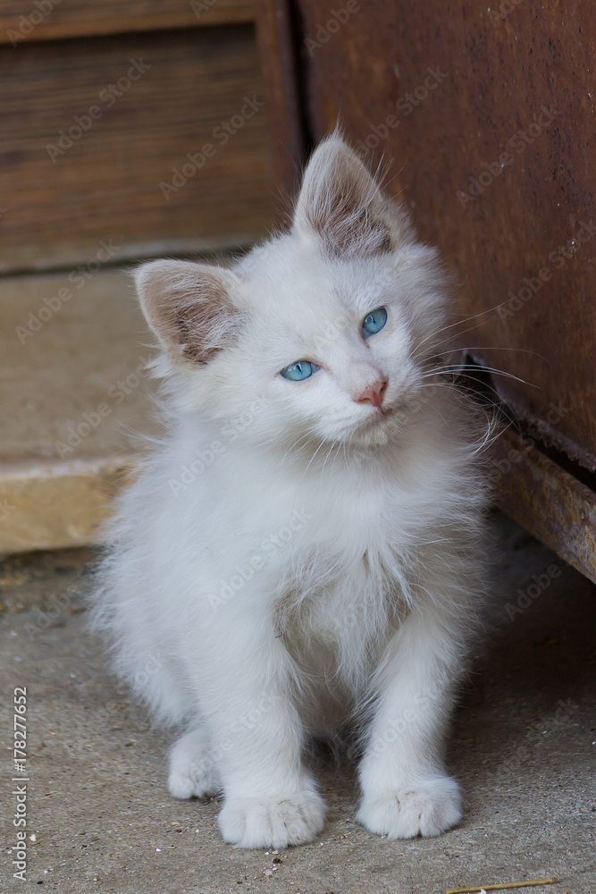 Fototapeta premium gattino bianco