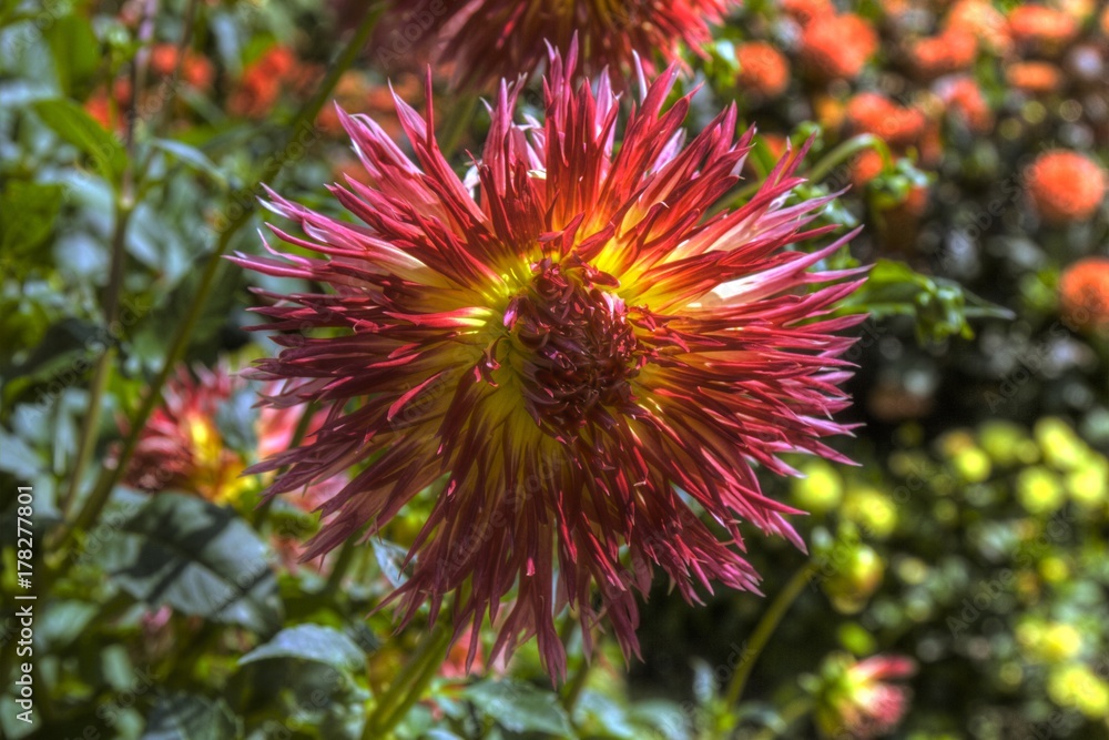 Flower 01 Flower 01