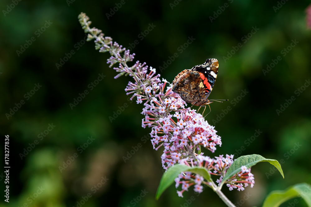 Φωτογραφία Close up of colorful vanessa atalanta the red admiral or previously the red admirable getting nectar from pink butterfly bush