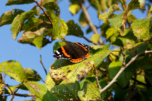 Close up of red admiral butterfly vanessa atalanta. Selective focus. Shallow depth of field.