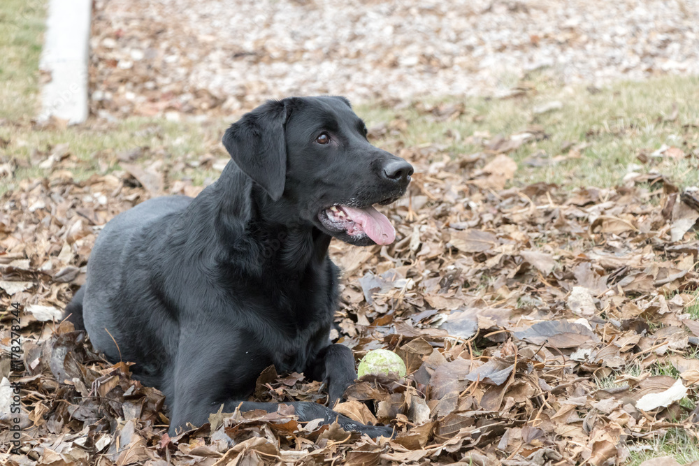 Labrador retriever resting in the dried leaves Labrador retriever resting in the dried leaves