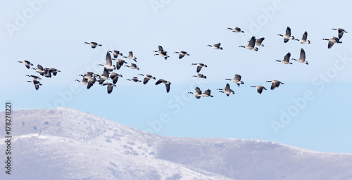 Canadian geese flying over the winter hills