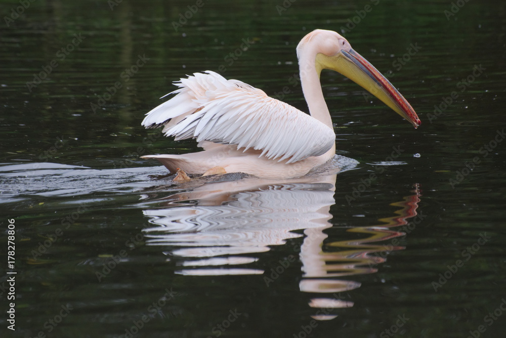 Pelican with reflection in water