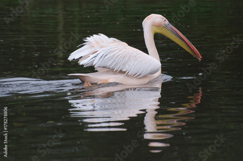 Pelican with reflection in water