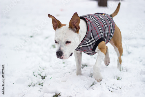 Cute dog playing in the snow