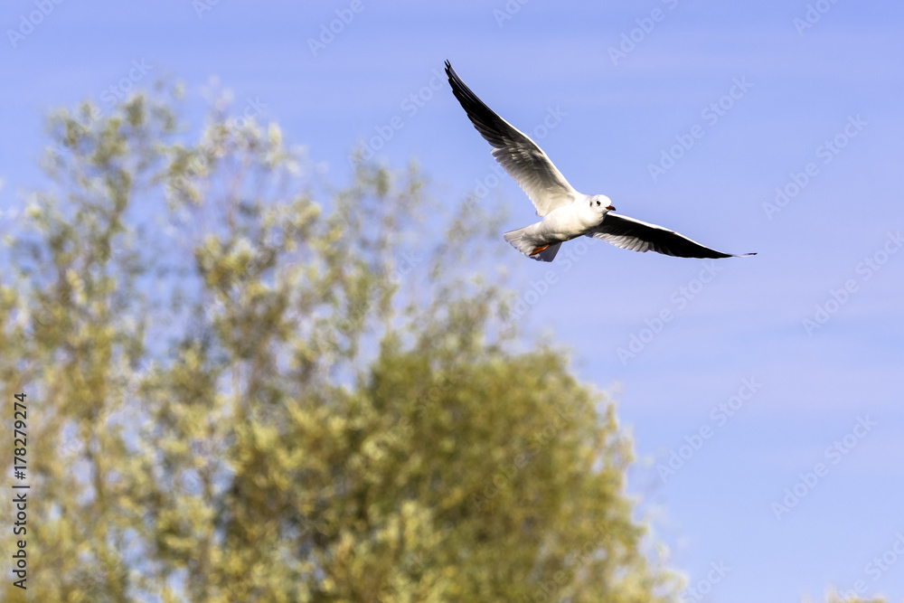 Flying Common Tern in the park - Bedfont Lakes Country Park, London Flying Common Tern in the park - Bedfont Lakes Country Park, London