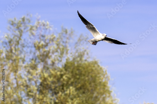 Flying Common Tern in the park - Bedfont Lakes Country Park  London