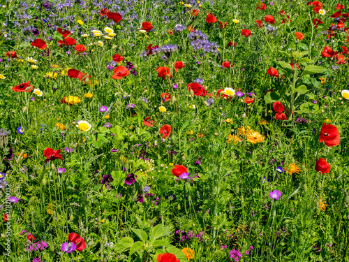 Bee meadow © derPlan