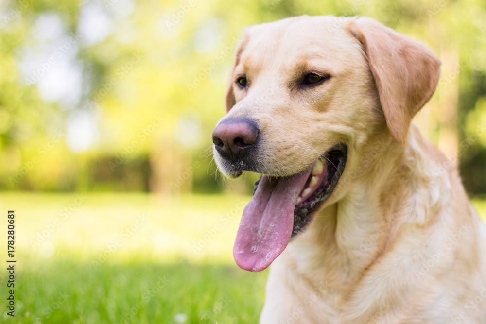 Smiling labrador dog 
