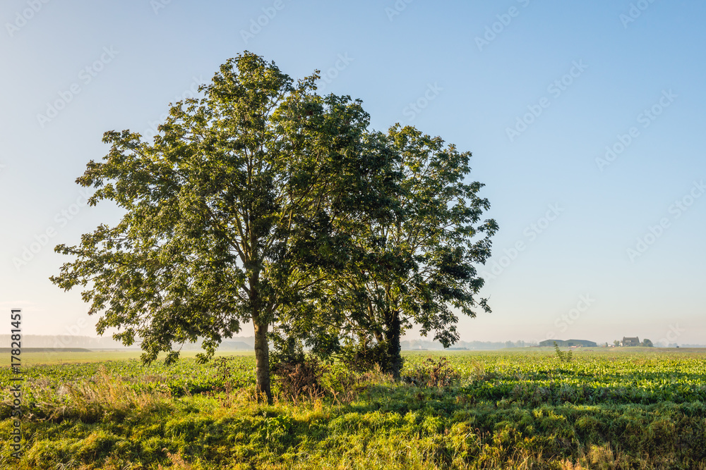 Two trees in early morning sunlight Two trees in early morning sunlight