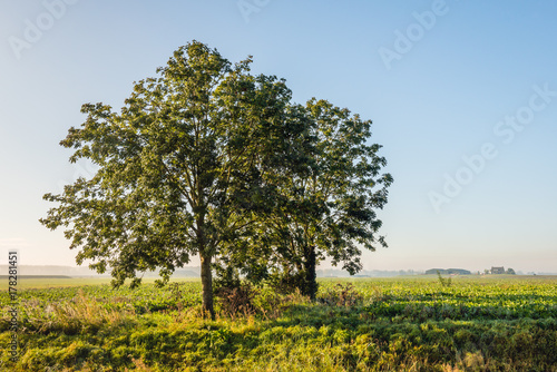 Two trees in early morning sunlight